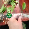 高產嫁接油茶苗，湘林油茶苗，長林油茶苗，紅花油茶苗，嫁接油茶