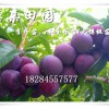 重慶永川李子苗,重慶李子樹苗種植技術,紅脆李苗特點