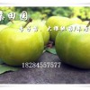 重慶合川李子苗批發價格,重慶李子樹苗,晚熟青脆李苗出售