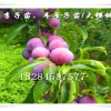 重慶南川李子苗銷售,重慶李子樹苗,蜂糖李苗行情