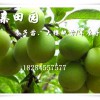重慶璧山李子苗價格,重慶李子樹苗產量,紅脆李苗成熟時間