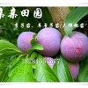 重慶潼南李子苗批發價格,重慶李子樹苗,蜂糖李特點