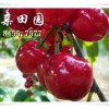 內江車厘子苗種植哪些品種？四川車厘子樹苗基地長年大量批發