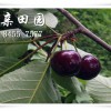 眉山車厘子苗多少錢一株，哪個品種好？四川車厘子樹苗批發商供應