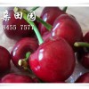 大櫻桃苗出售，湖北大櫻桃苗種植，湖北矮化大櫻桃樹苗供應價格