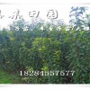 重慶萬州李子苗哪里能買到？萬州青脆李樹苗幾塊錢一棵？