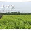 重慶綦江李子苗價格多少錢？綦江李子樹苗批發正宗重慶青脆李苗