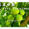 重慶大足李子苗供應，李子樹苗種植技術，重慶青脆李苗種植條件