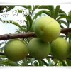 重慶青脆李苗批發，重慶涪陵李子苗哪家好？李子樹苗幾塊錢一株？