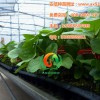 安信種苗茄子苗保你放心高產！