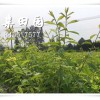 重慶潼南李子苗種苗批發，晚熟茂縣蜂糖李苗出售，李子樹苗廠家