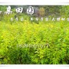 重慶榮昌李子苗產地直銷，批發汶川蜂糖李苗，重慶李子樹苗行情