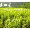 重慶開州李子苗批發價格，茂縣蜂糖李苗出售，重慶李子樹苗種植