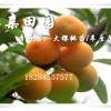 重慶梁平李子苗基地價格，汶川蜂糖李苗報價，批發重慶李子樹苗