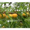 重慶城口李子苗價格走勢，茂縣蜂糖李苗批發行情，重慶李子樹苗