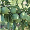 汶川的青脆李子樹苗那里有,四川省攀枝花市李子樹苗基地
