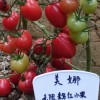 小番茄種子品種供應價格，現代立新.美娜通過國家審定，品質可靠