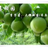 重慶豐都青脆李苗批發基地，茂縣青脆李樹苗價格，李子苗種植技術