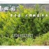 重慶武隆青脆李苗供應，茂縣青脆李樹苗批發商，晚熟李子苗經銷商