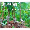 重慶忠縣青脆李苗哪里有？青脆李樹苗價格，基地直銷2年李子苗