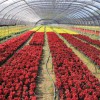 益興誠溫室專業承建花卉種植溫室——花卉種植廠家供應