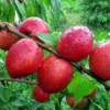 興民果樹苗木出售專業的香山紅桃樹苗:香山紅桃樹苗批發