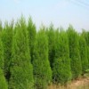 山東蜀儈:哪里能買到優質的蜀儈