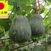 特色養生高品質小南瓜種子哪里有賣，廣西現代立新皇妃供應價格