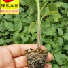南方推廣，砧木種子之供應銷售價格，廣西現代立新番砧3號