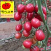 現代立新美娜，粉色小番茄品種，小番茄老名牌，廠家直銷供應價格