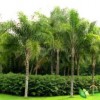 加拿利海棗種植批發_實惠的加拿利海棗出售