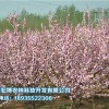 西寧樹苗哪家好|青海哪家園林綠化供應商好