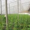 山東結實耐用的溫室大棚,壽光玻璃溫室建設