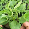 熱賣精品紫花地丁，紫花地丁種植基地直銷：優質精品紫花地丁批發價格