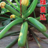 批發 越夏 夏季 西葫蘆種子 耐高溫 抗病毒-綠曼達