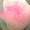 興民果樹苗木_專業映霜紅果樹苗供應商 臨沂映霜紅果樹苗