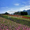青州大濱菊——[天卓花卉苗木]菊花品種優異