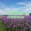 馬鞭草供貨商,價格合理的馬鞭草同慶花卉供應