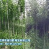 哪里能買到好的苗木|批發苗木公司