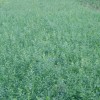 扶芳藤種植基地——哪里能買到優質的扶芳藤