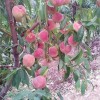 樂義苗木_優質夏甜桃苗供應商——夏紅桃苗供應商