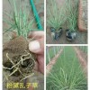 直銷粉黛亂子草：供應各種規格濰坊粉黛亂子草；粉黛亂子草種植批發；