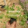 山東紅花醡漿草批發商 綠化用紅花醡漿草價格