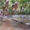 紅巴拉多葡萄苗基地：優質的葡萄苗出售