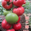 供應進口高檔耐寒冬季大果粉色番茄種子！西紅柿種子批發！
