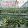 玻璃溫室大棚價格|新款智能溫室大棚哪里有