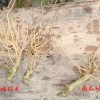 高抗根結線蟲砧木價格:搶手的嫁接砧木優選愛福瑞康農業科技