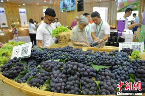 資料圖片,農業博覽會。 <a target='_blank' href='//www.chinanews.com/' _fcksavedurl='//www.chinanews.com/'>中新社</a>記者 張浪 攝 資料圖片,農業博覽會。 <a target='_blank' href='//www.chinanews.com/' _fcksavedurl='//www.chinanews.com/'>中新社</a>記者 張浪 攝