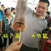 南寧竹鼠交易市場_優質南寧竹鼠批發價格