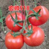 優惠的西紅柿種子—【晨宏】以色列/進口西紅柿種子